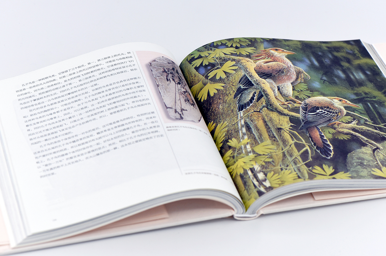 《证据:90载化石传奇》(图ZMjQ1MjQ4NDIw) - 书籍/画册 - 站酷设计师犀燭書坊原创素材 - 站酷ZCOOL
