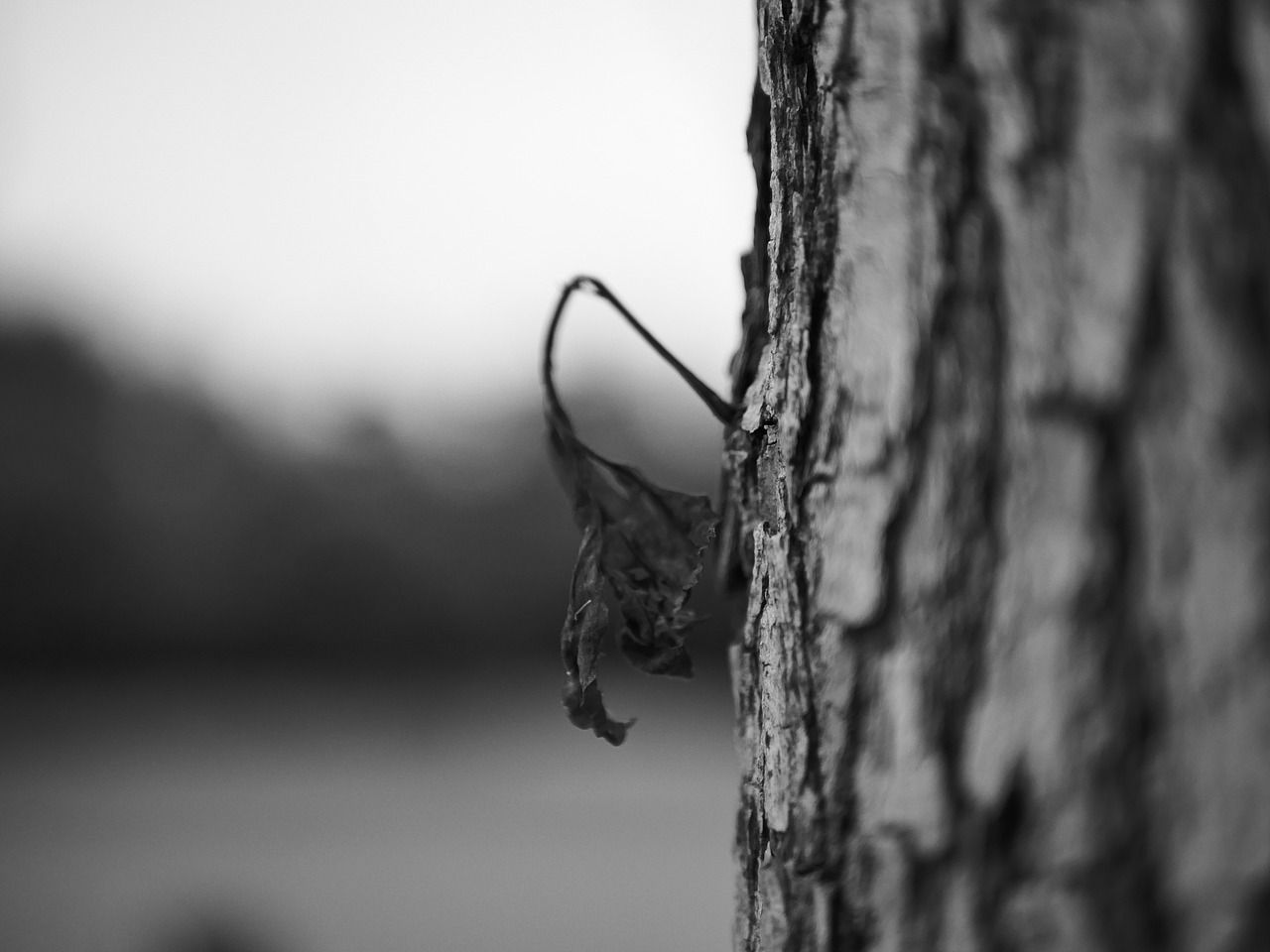 一个主体两个生命