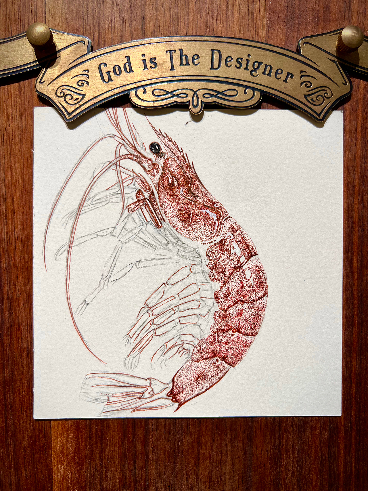 “虾”画一幅钢笔画