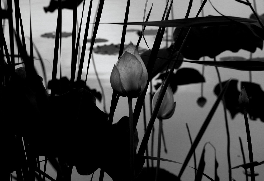 荷（图ZMTIwODg5Mzg4） - 风光摄影 - 站酷设计师CNLILY原创素材 - 站酷ZCOOL