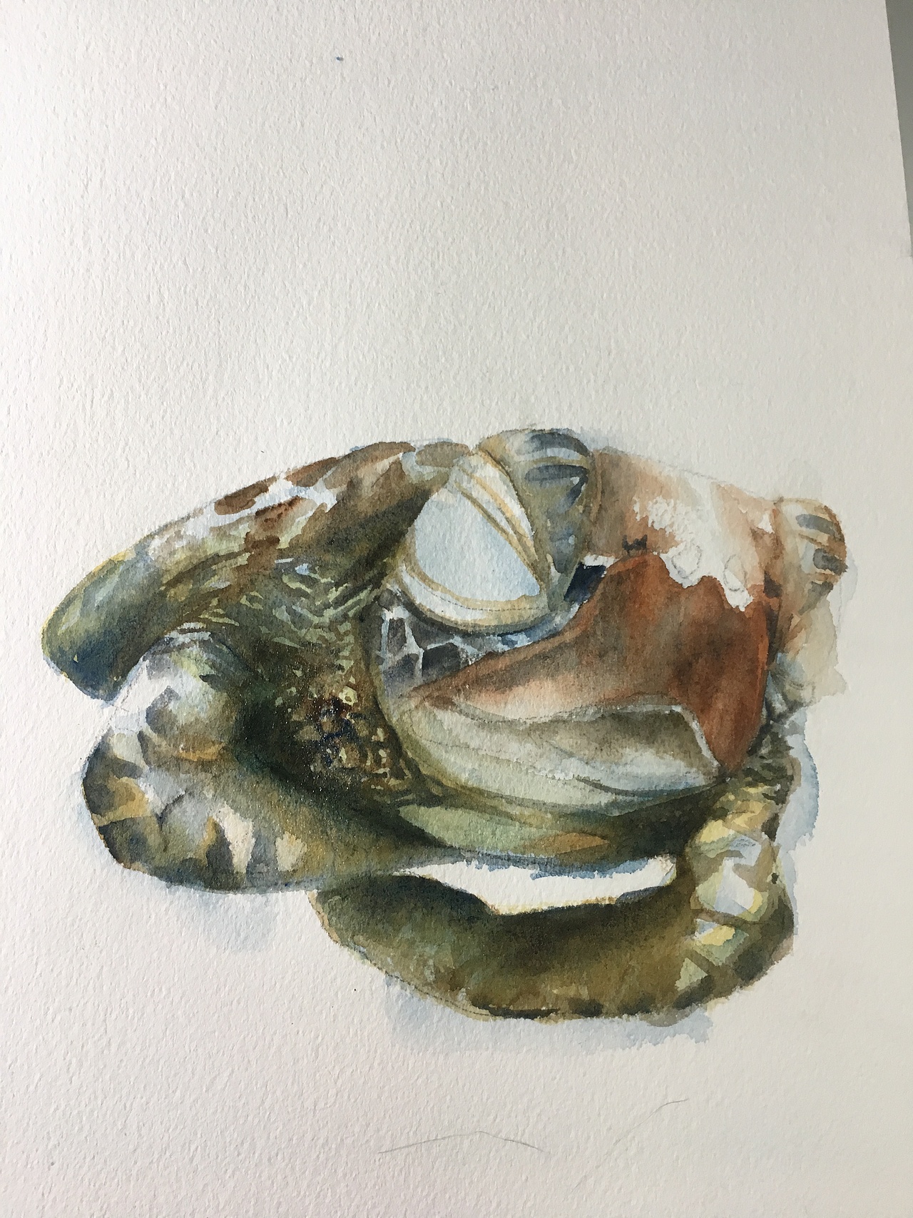 水彩小动物练习第三天,