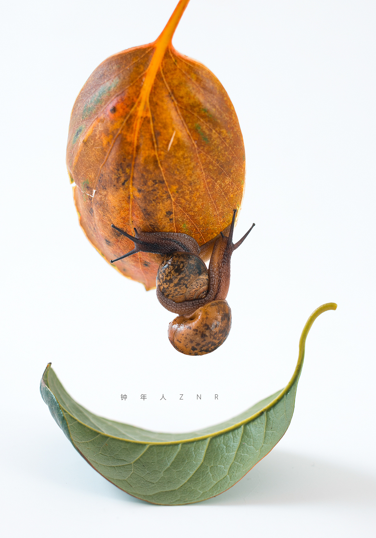 蜗牛|摄影|宠物摄影|种心小学 - 原创作品 - 站酷 (zcool)