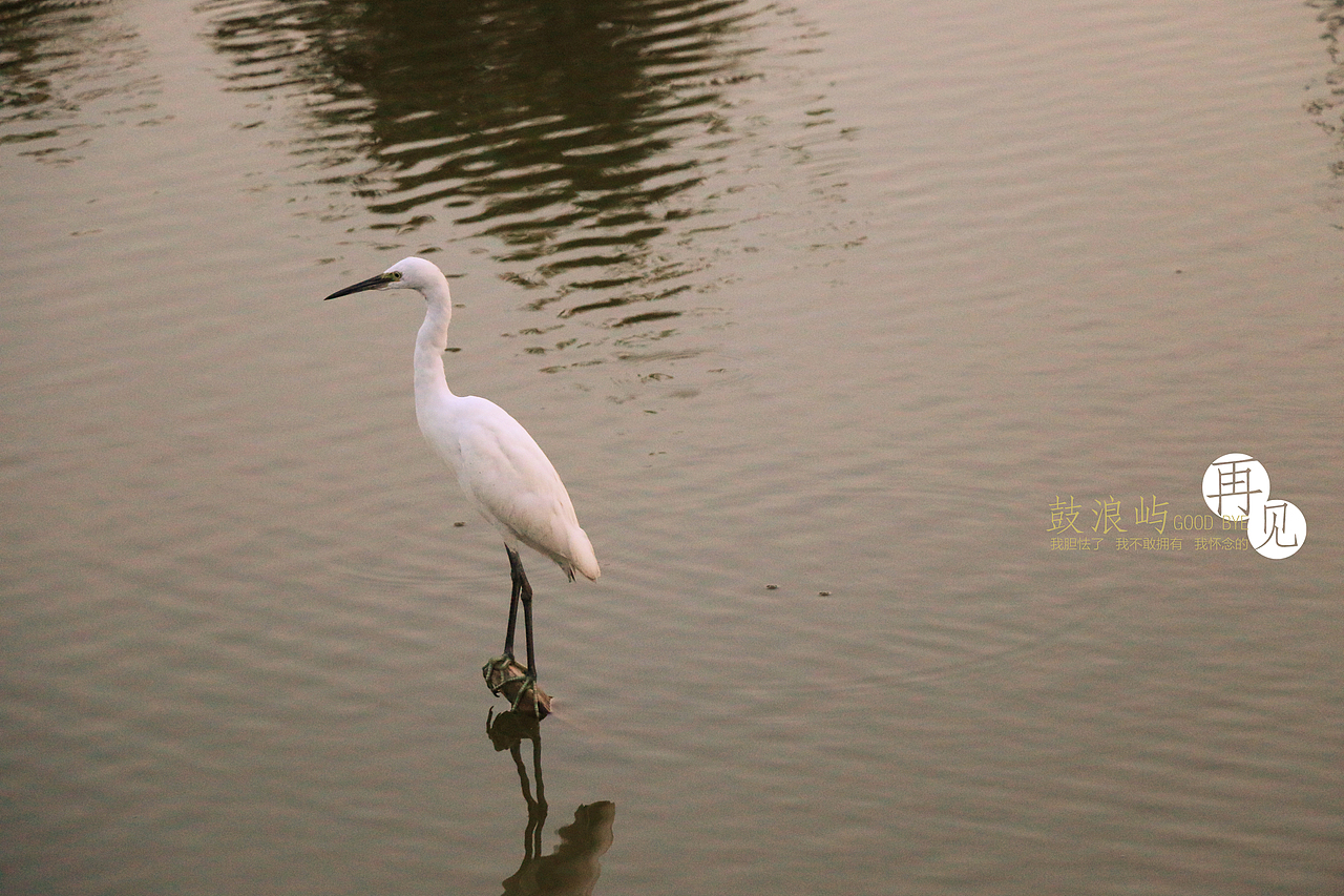 边走边看...鼓浪屿...再见