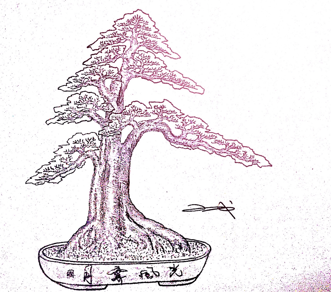 一棵对节白蜡盆景的设计效果图