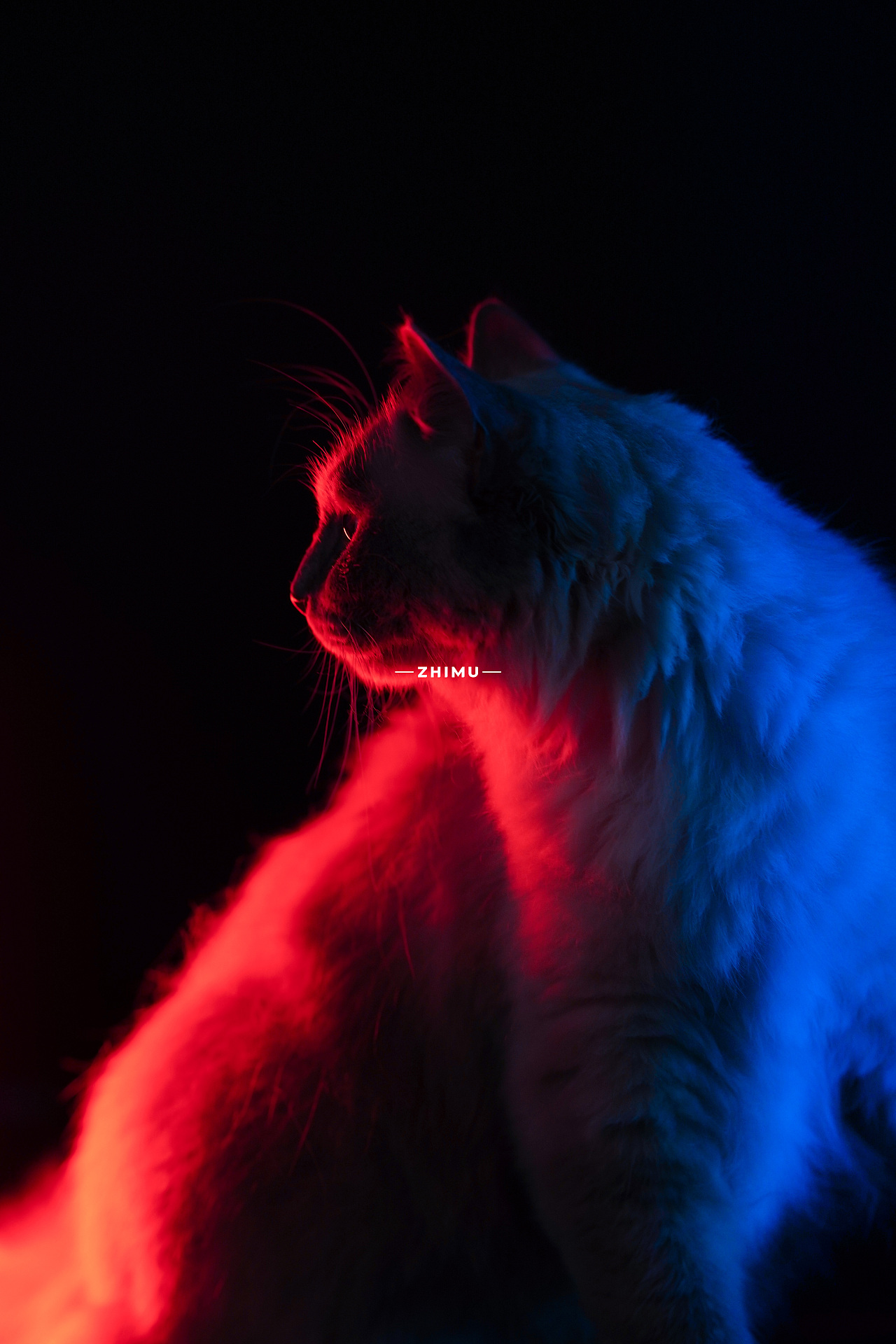 宠物摄影源计划-Bluehot 2