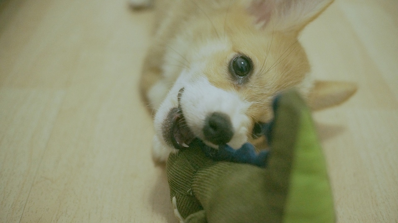 花仔（图ZNTYxOTM1NzY=） - 宠物摄影 - 站酷设计师seasonjune原创素材 - 站酷ZCOOL