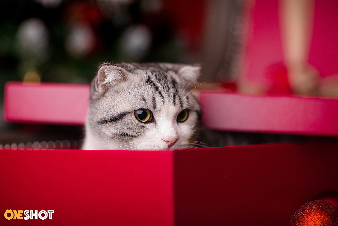 叮咚,您的圣诞礼物到货啦