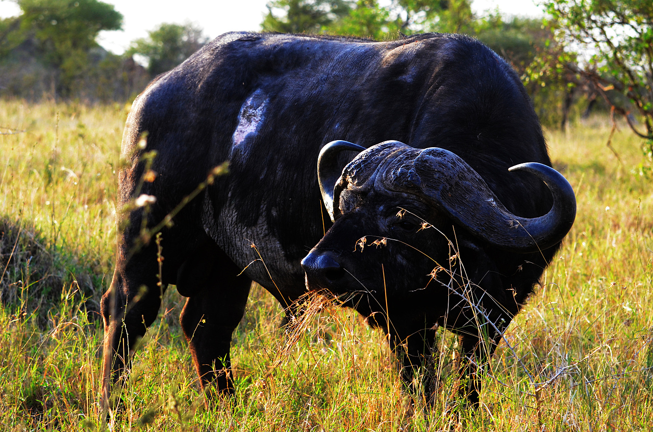 givemebigfive非洲五大兽