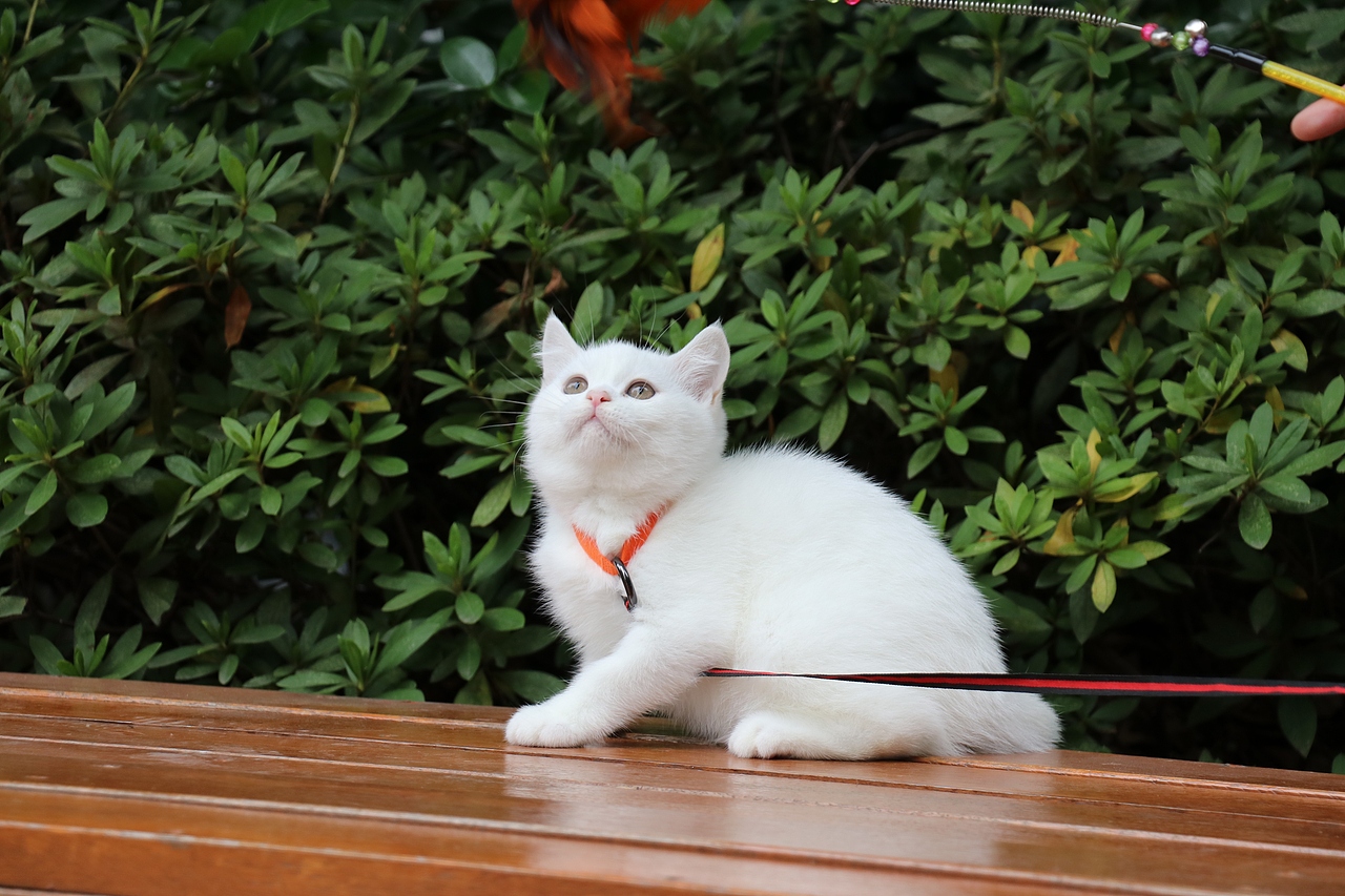 195-英短纯白公-全身白 纯种白猫 英短