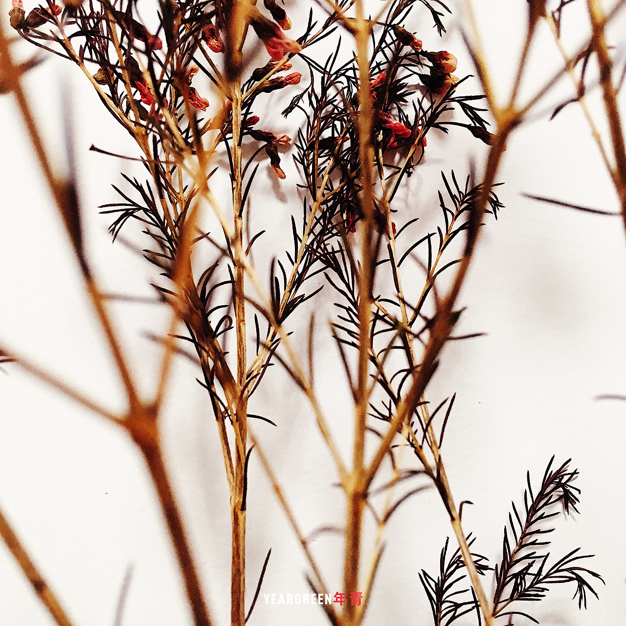 iPhone摄影 · 所见