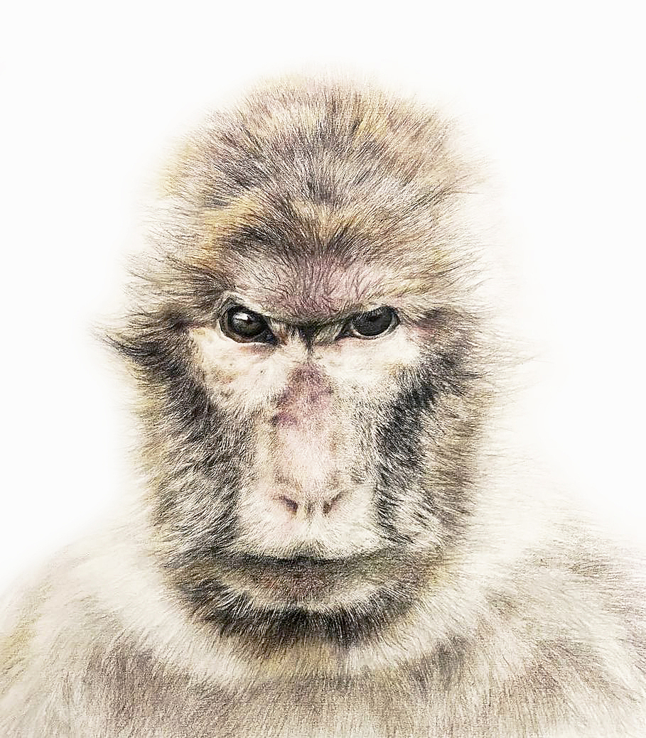 彩铅手绘猴子