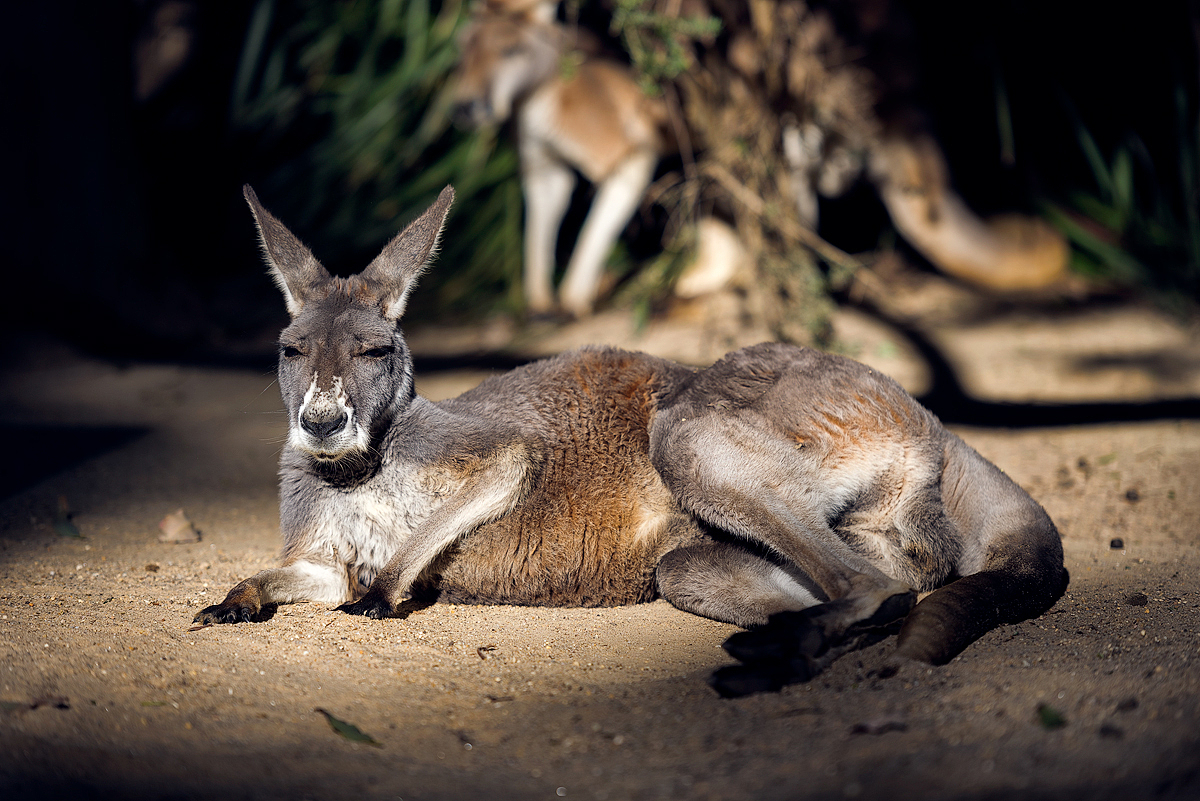 Taronga zoo里的演技派（图ZODc3MDc2MDg=） - 宠物摄影 - 站酷设计师安一然Roger原创素材 - 站酷ZCOOL