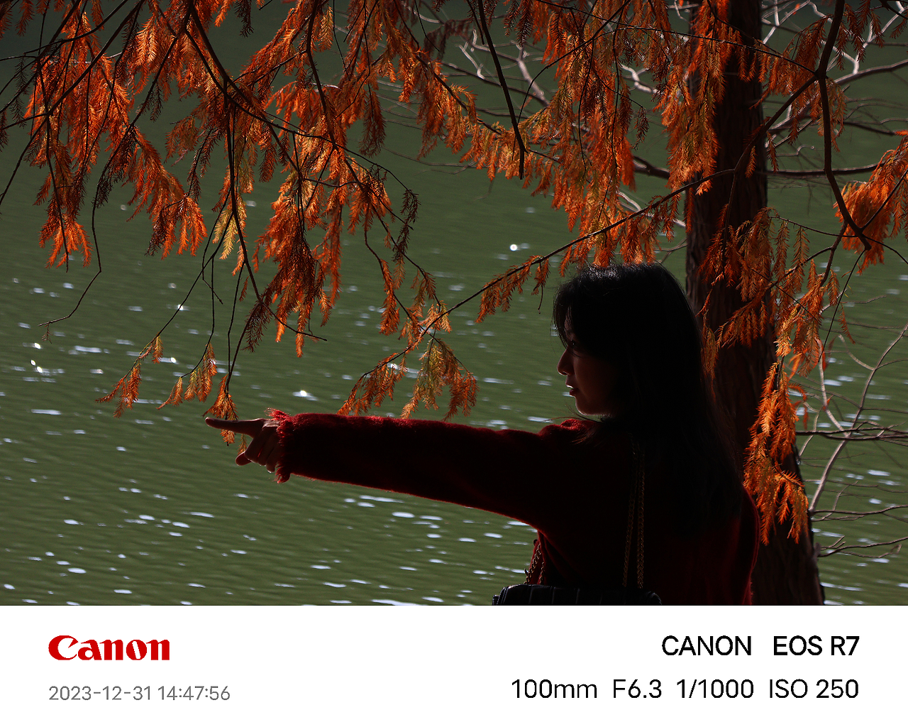 华南植物园落羽杉