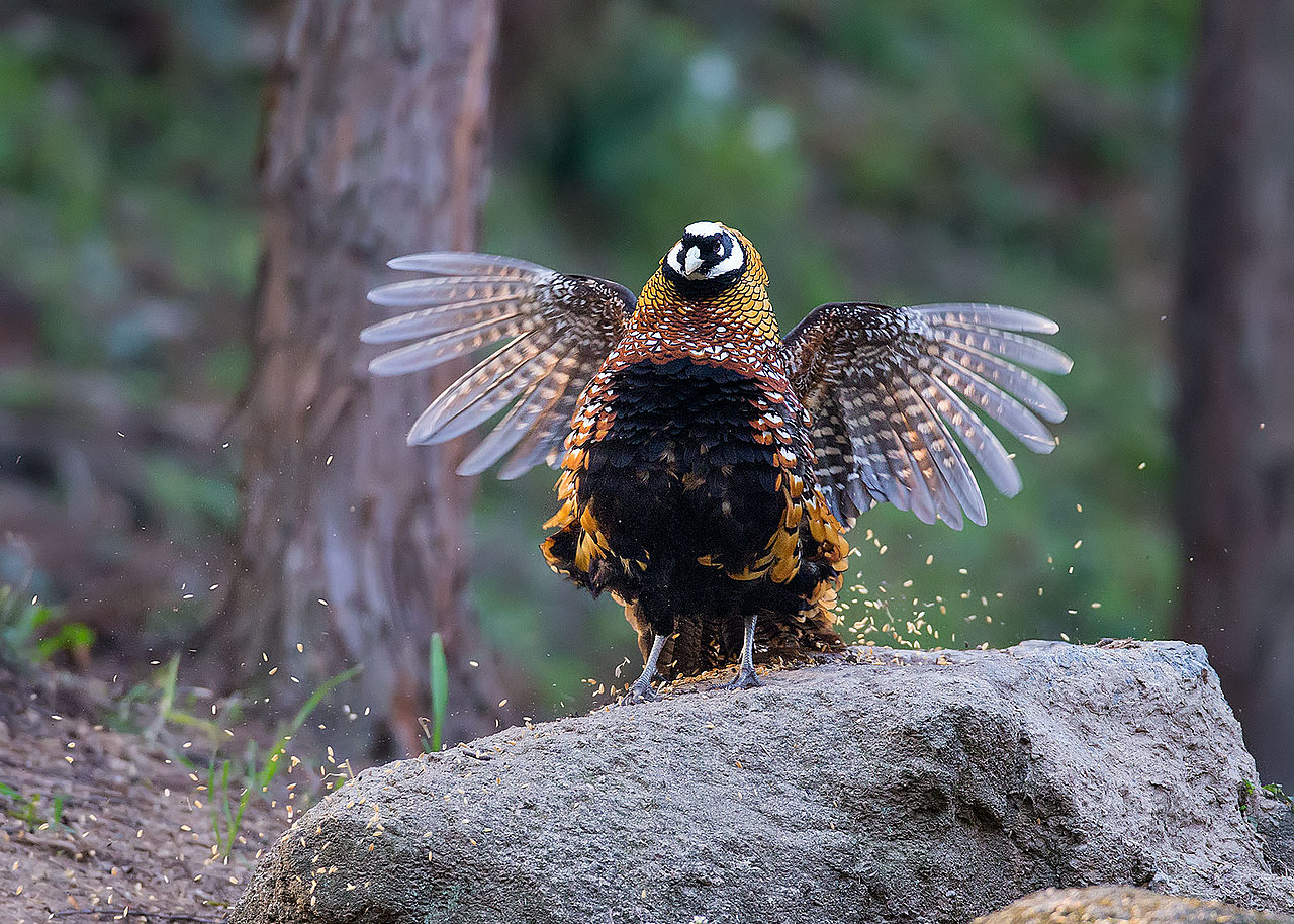 安康市鎏金铜蚕毛绒玩具设计比赛（图ZMTc5MDU4OTky） - 玩具 - 站酷设计师xianphi原创素材 - 站酷ZCOOL