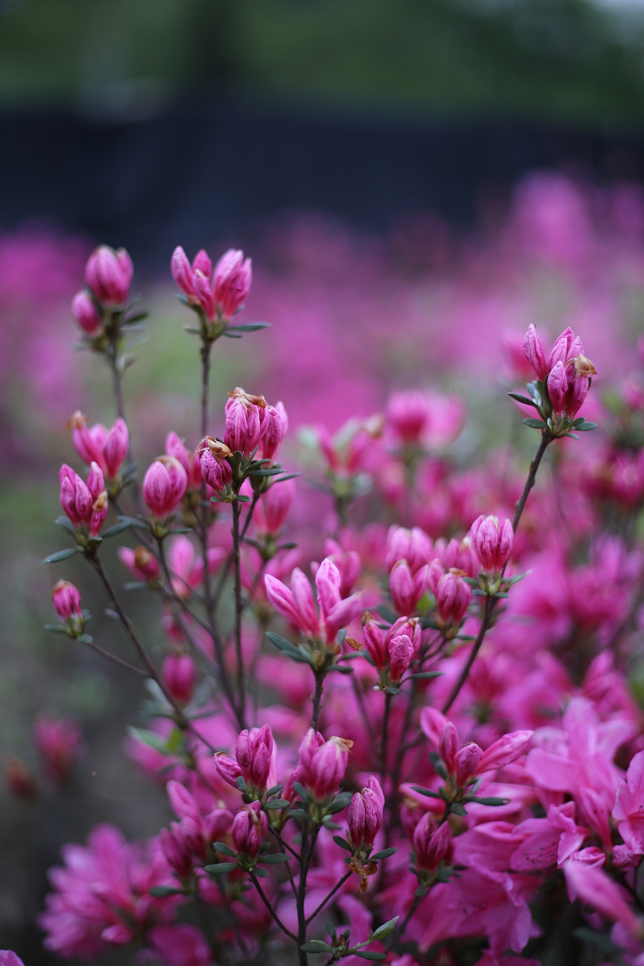 杜鹃花 |摄影|风光摄影|cxm512246664_原创作品-站酷zcool