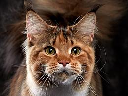 猫