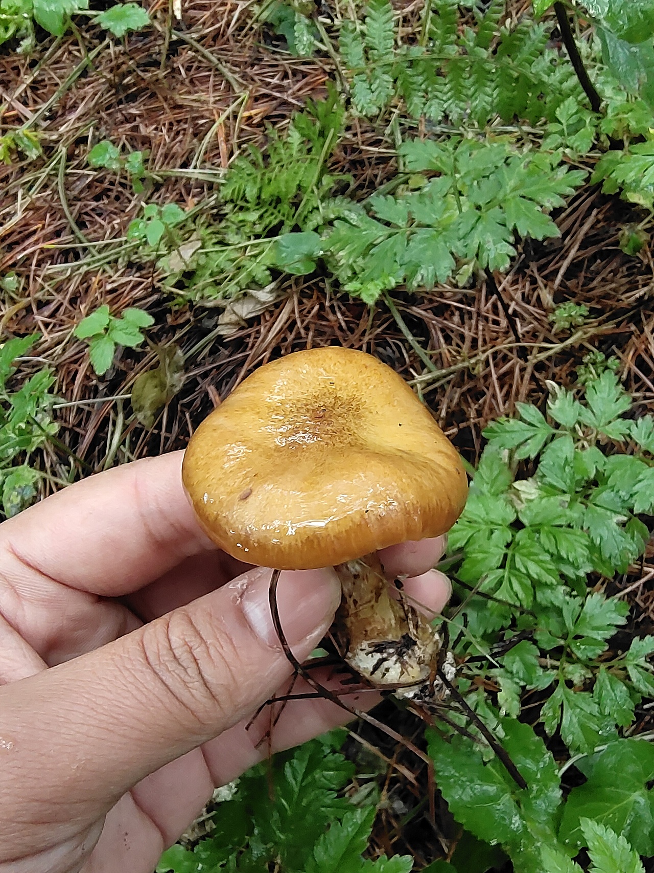 东北野生榛蘑菇