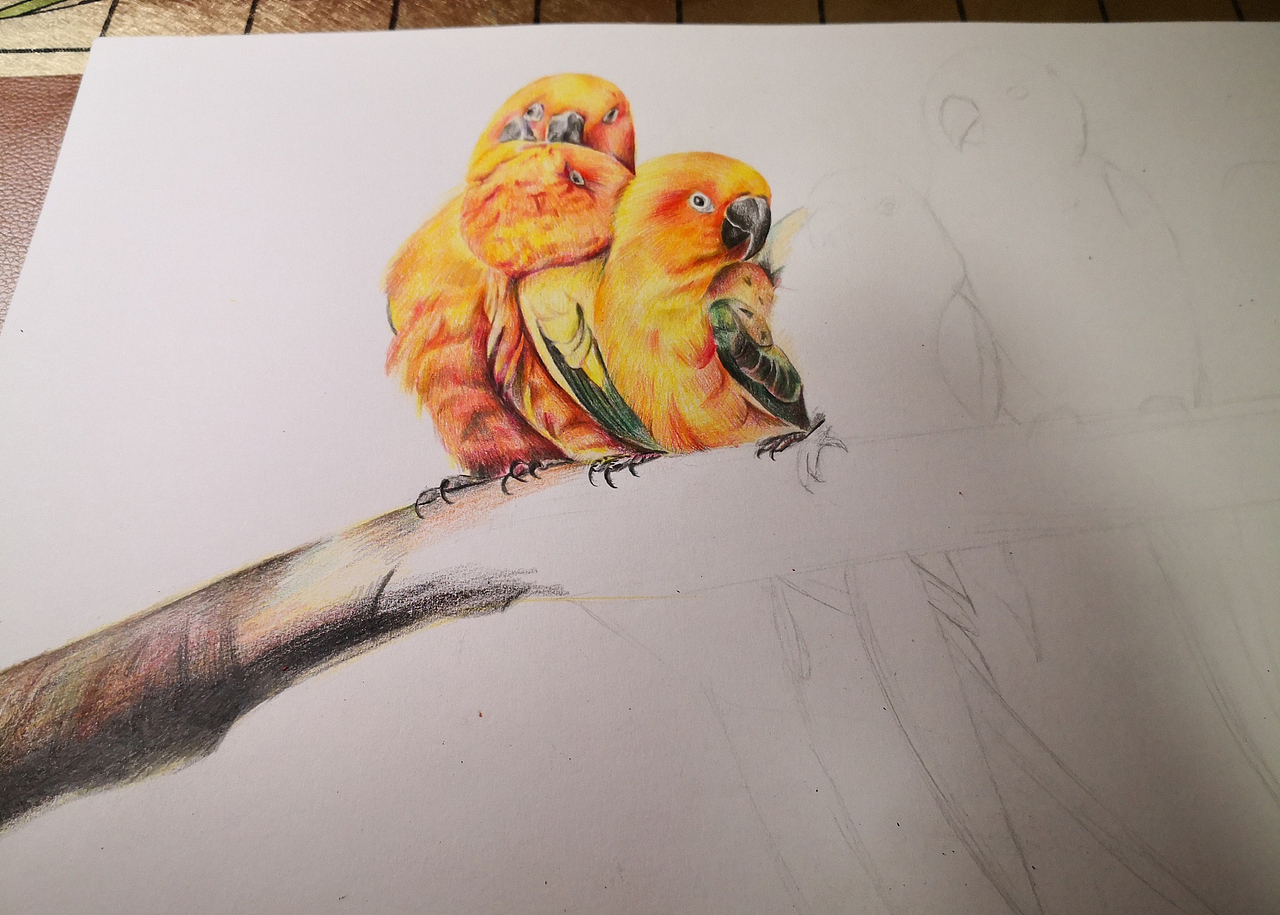 鸚鵡（圖ZMjM2MTI0ODI0） - 繪畫 - 站酷設計師可小萌kiko原創(chuàng)素材 - 站酷ZCOOL