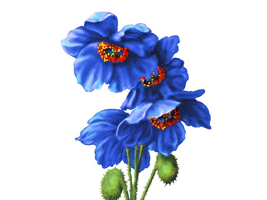 百雀羚北纬30度 中草药插画