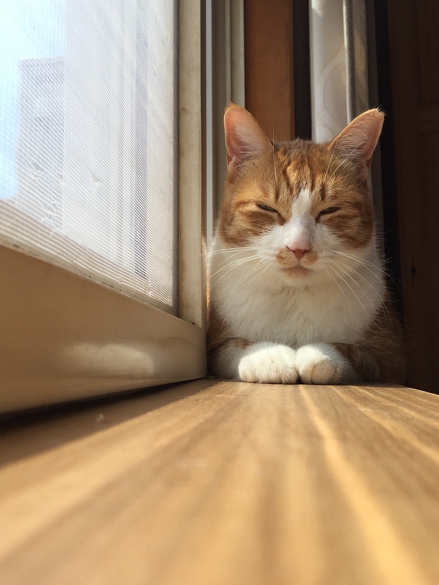 原创作品:午后小憩