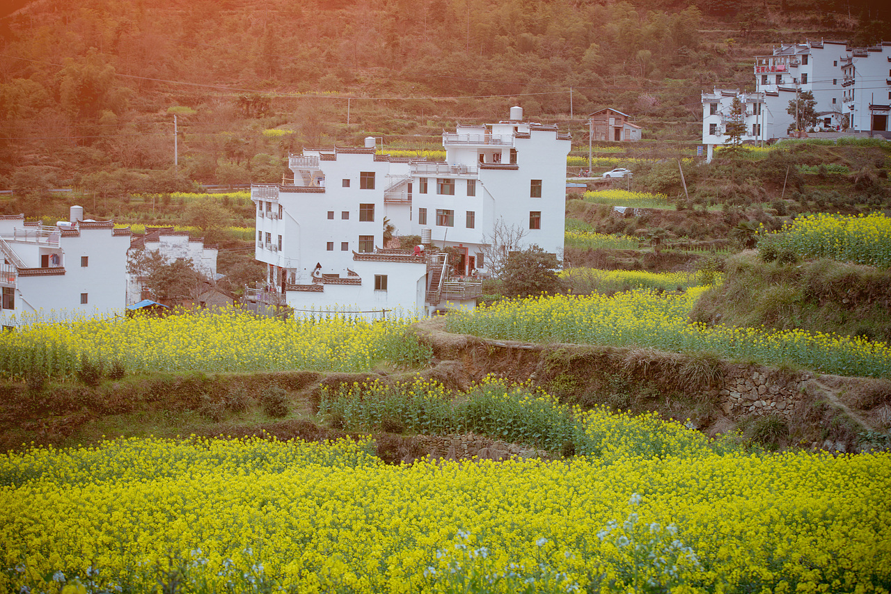 2018婺源油菜花