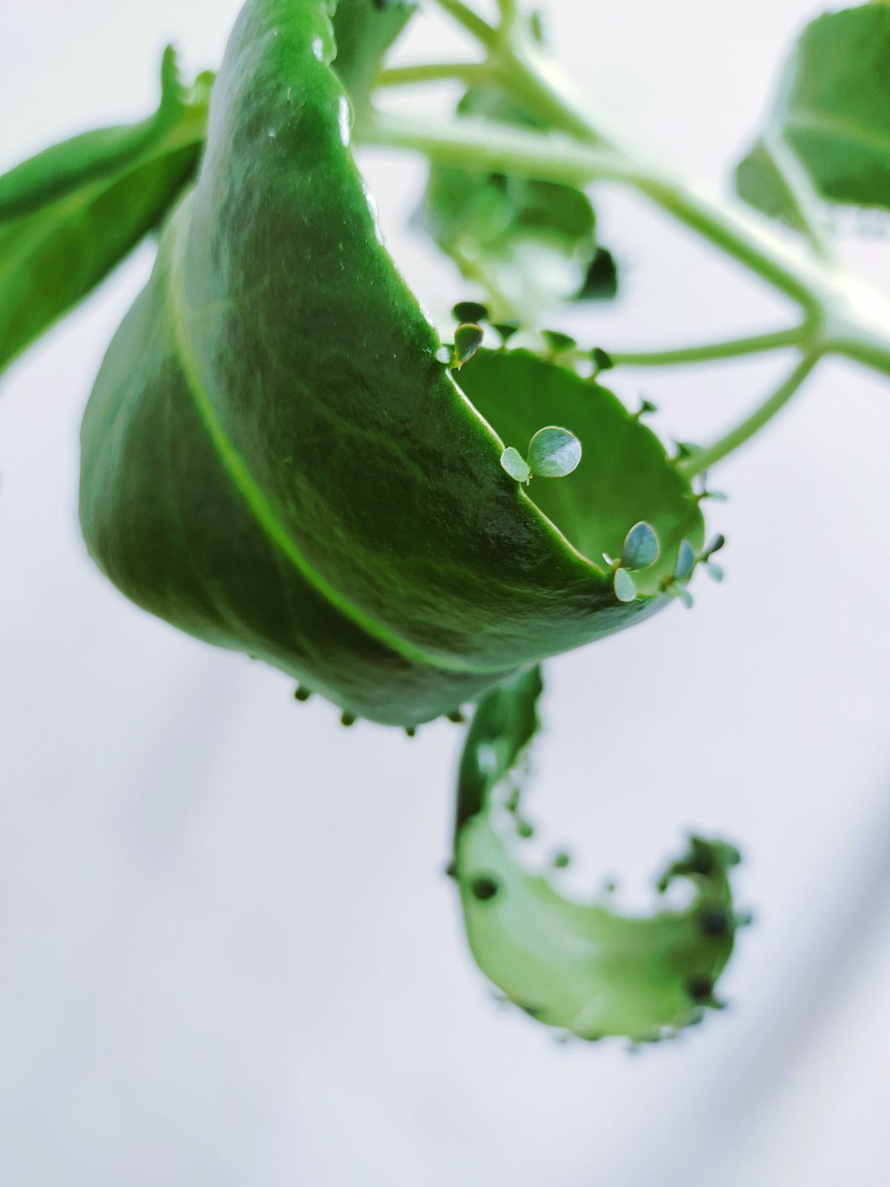 《拒绝内卷》-手机摄影（图ZMzIwNTkxNzgw） - 产品摄影 - 站酷设计师一只小喵喵呢原创素材 - 站酷ZCOOL