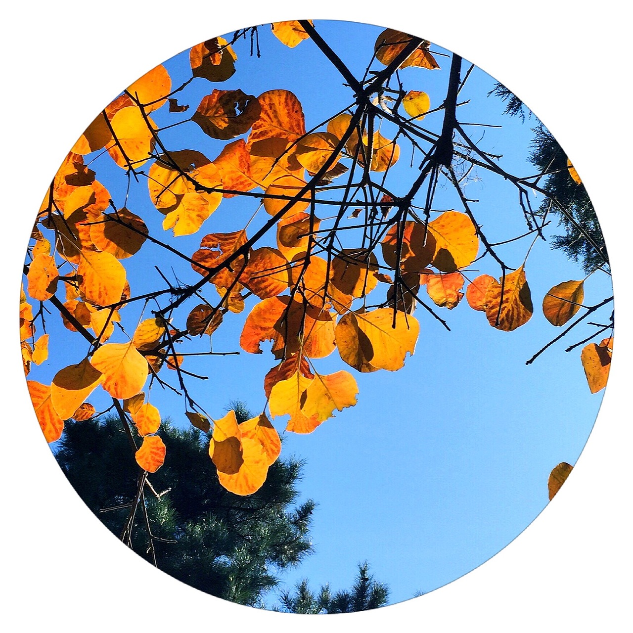 随手拍之圆形构图