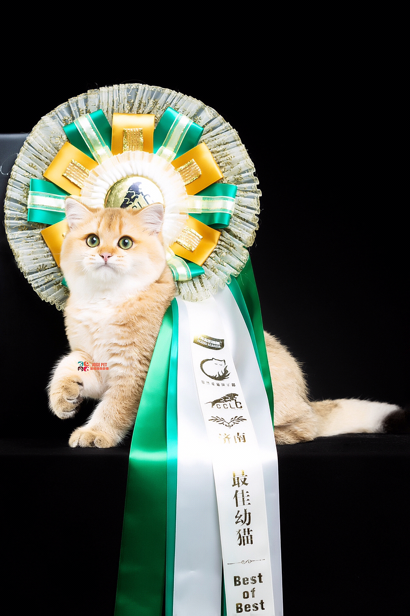 猫咪摄影|赛场上的猫咪