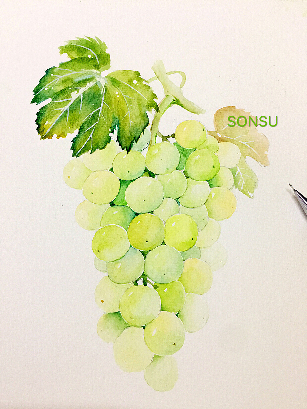 水彩练习 葡萄