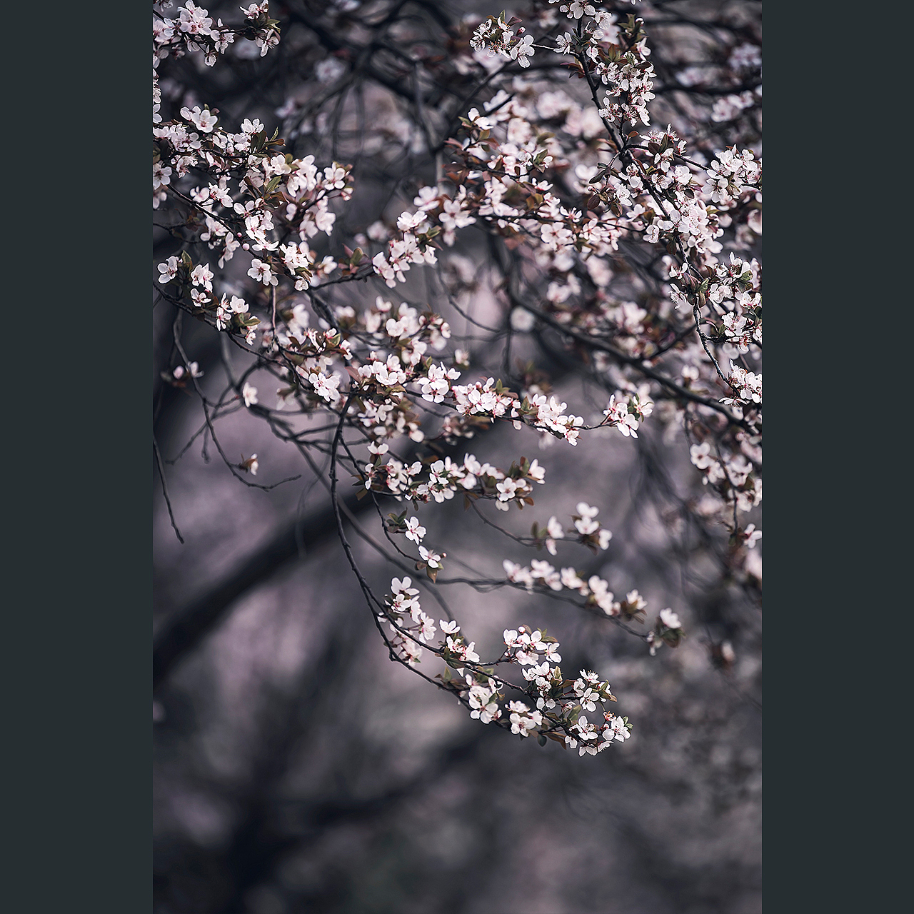 白花清若雪，紫叶艳如霞。（图ZMjkyOTg5MTky） - 风光摄影 - 站酷设计师苏辛SX原创素材 - 站酷ZCOOL