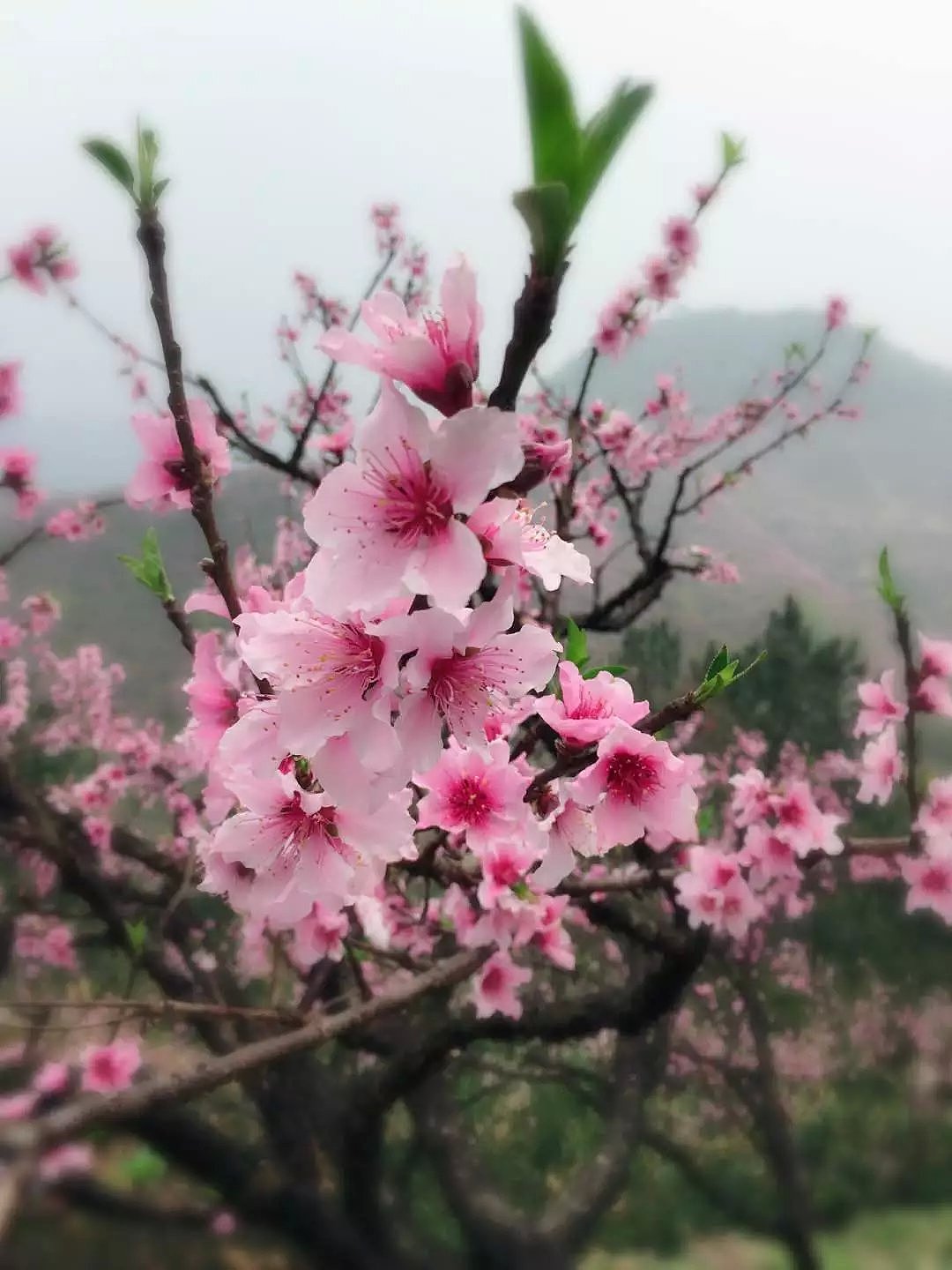 桃花盛开（图ZNDQ3NjU1Mjg=） - 风光摄影 - 站酷设计师lxcy917原创素材 - 站酷ZCOOL
