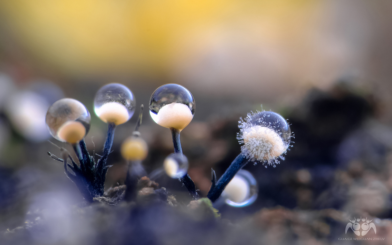 筱马的个人主页（封面预览） - 主页封面设置 - 站酷设计师筱马原创素材 - 站酷ZCOOL