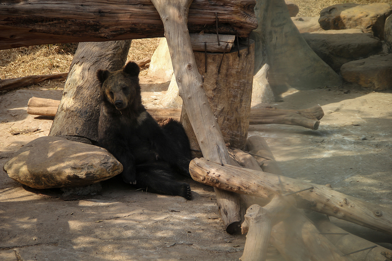 万物可爱（图ZMTk5OTY3NTY0） - 宠物摄影 - 站酷设计师小红帽JN原创素材 - 站酷ZCOOL