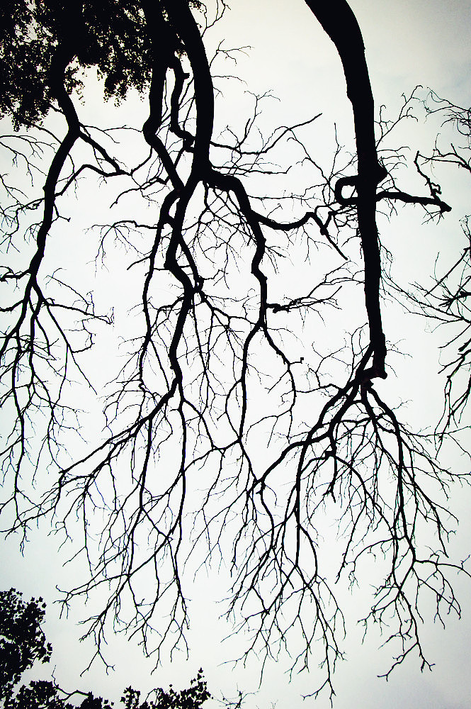 枯树【生命的延生】