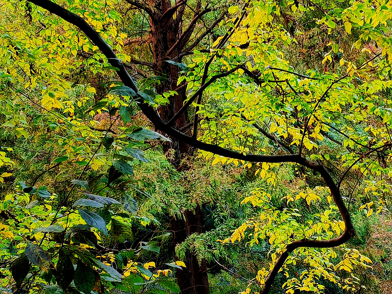 琅琊秋意正浓时（图ZMzgwODIwNTMy） - 风光摄影 - 站酷设计师透明的雨2025原创素材 - 站酷ZCOOL