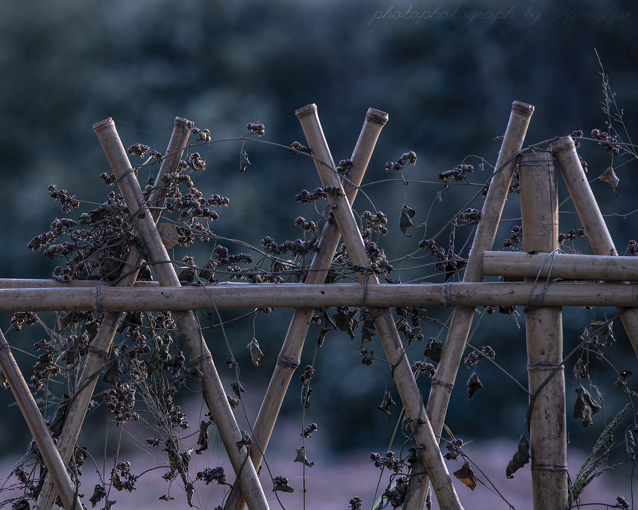 冬日余晖下的竹竿