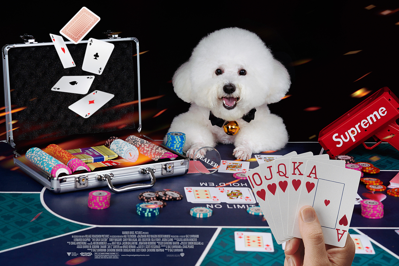 宠爱拾光宠物摄影 比熊 扑克牌 哈利波特主题（图ZMjU1Mzg0MTEy） - 宠物摄影 - 站酷设计师petlight原创素材 - 站酷ZCOOL