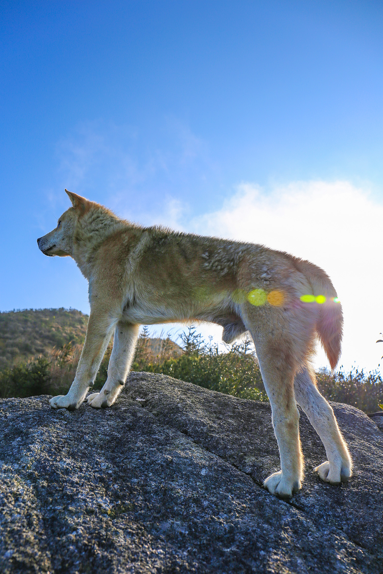 爬山狗(单身狗与中华田园犬)