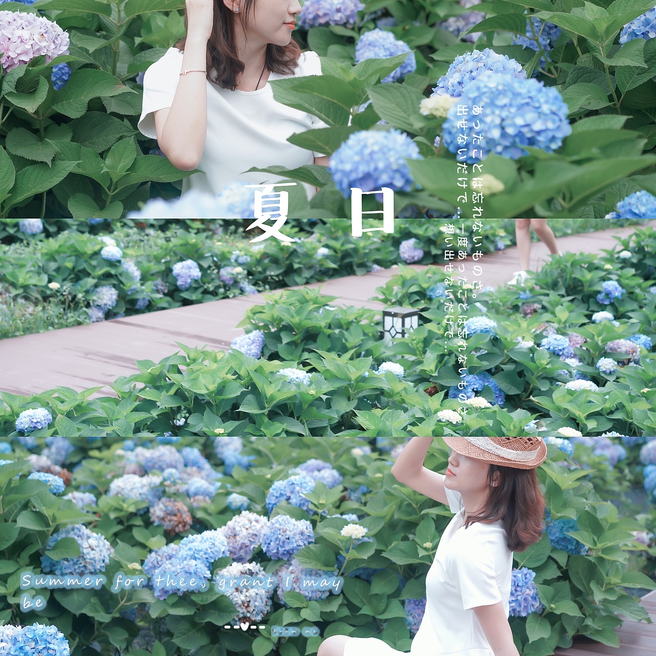 绣球花海/人像静物尽收