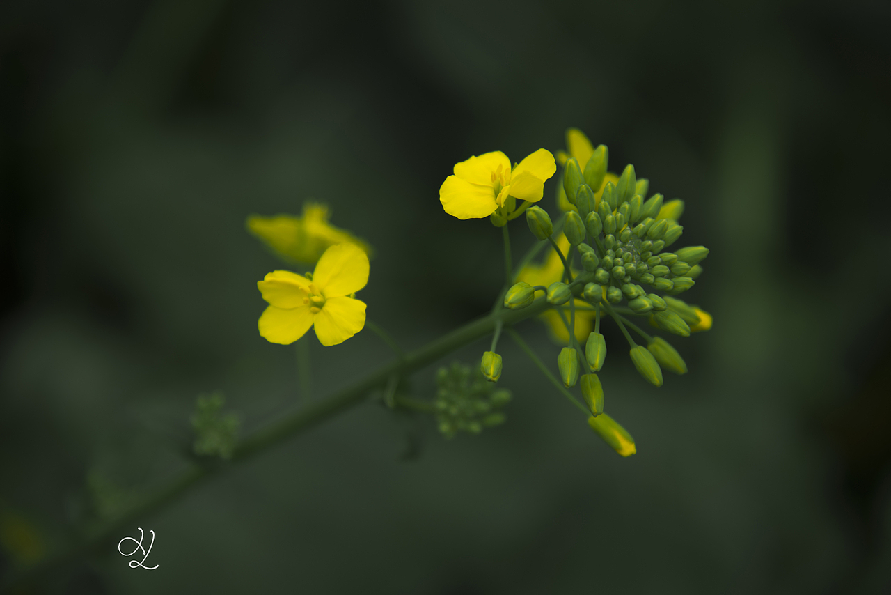 春发（图ZMTk5MTMzNzA0） - 风光摄影 - 站酷设计师谢小小小亮原创素材 - 站酷ZCOOL