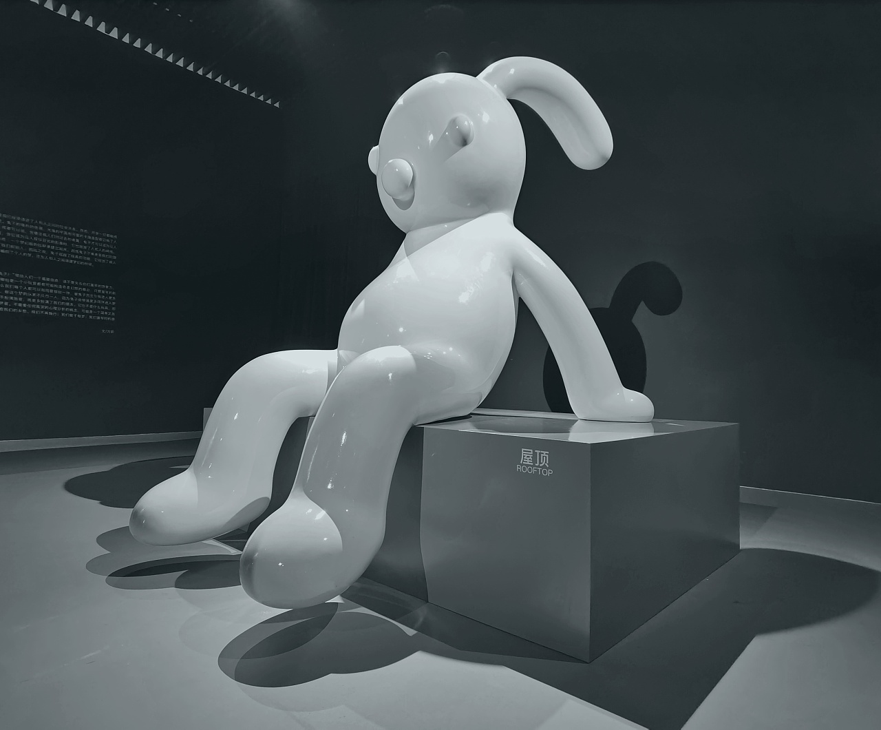 摄影记录张占占兔子兔子