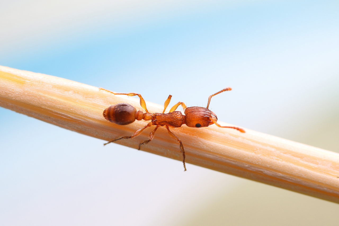 微距 小小蚂蚁2