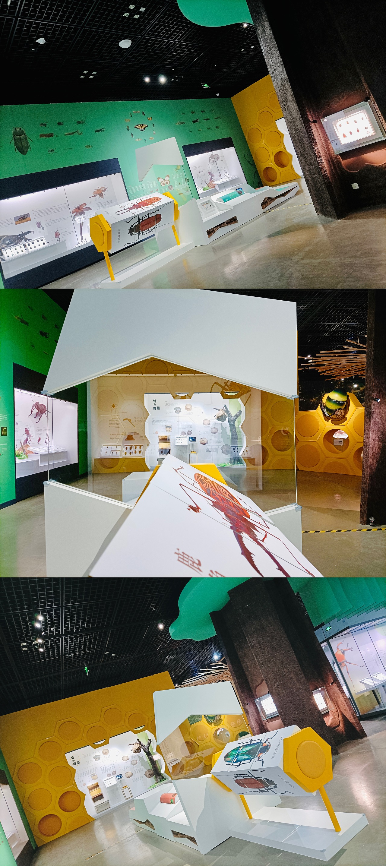 《虫.逢》世界珍稀昆虫标本展——落地展现总结（图ZMjQxOTI1OTcy） - 家装设计 - 站酷设计师画画的空间设计师原创素材 - 站酷ZCOOL