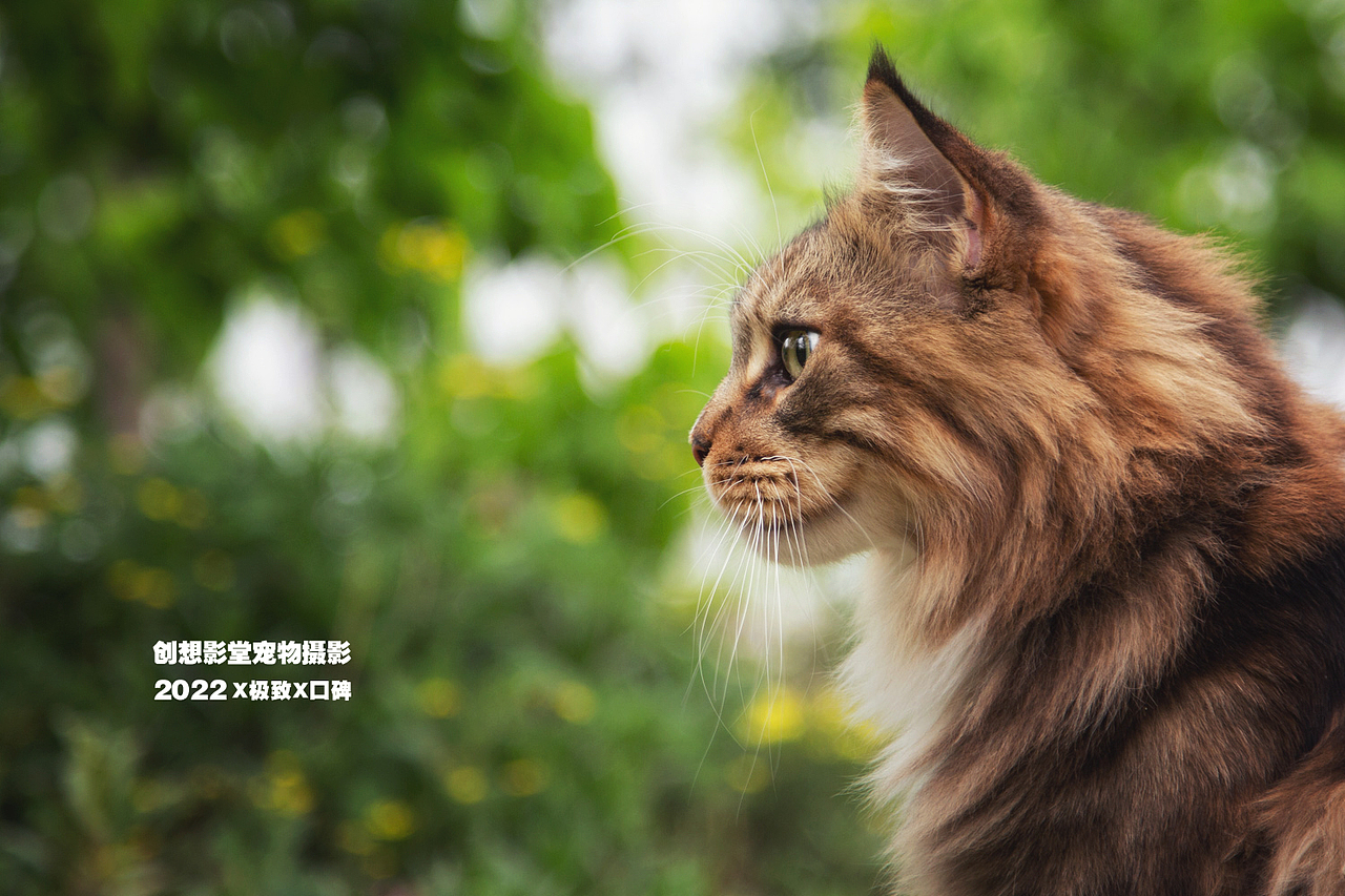 缅因库恩猫（图ZMzAwMTcwMjI0） - 宠物摄影 - 站酷设计师创想影堂宠物摄影原创素材 - 站酷ZCOOL