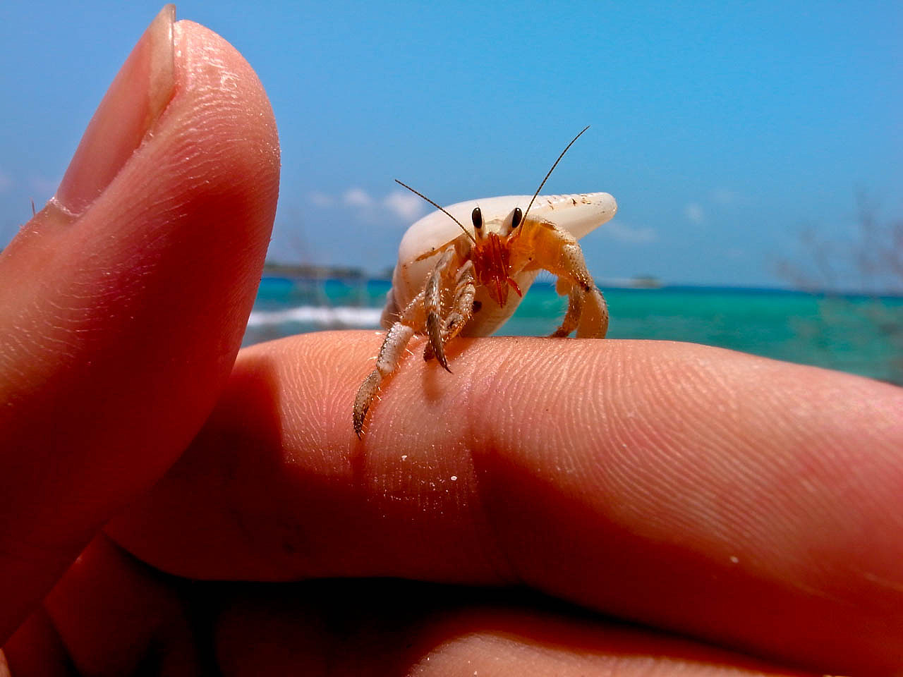 马尔代夫游记 - 梦幻岛 - 四晚六天（图ZNTM5ODIxMg==） - 风光摄影 - 站酷设计师blue_hermit原创素材 - 站酷ZCOOL