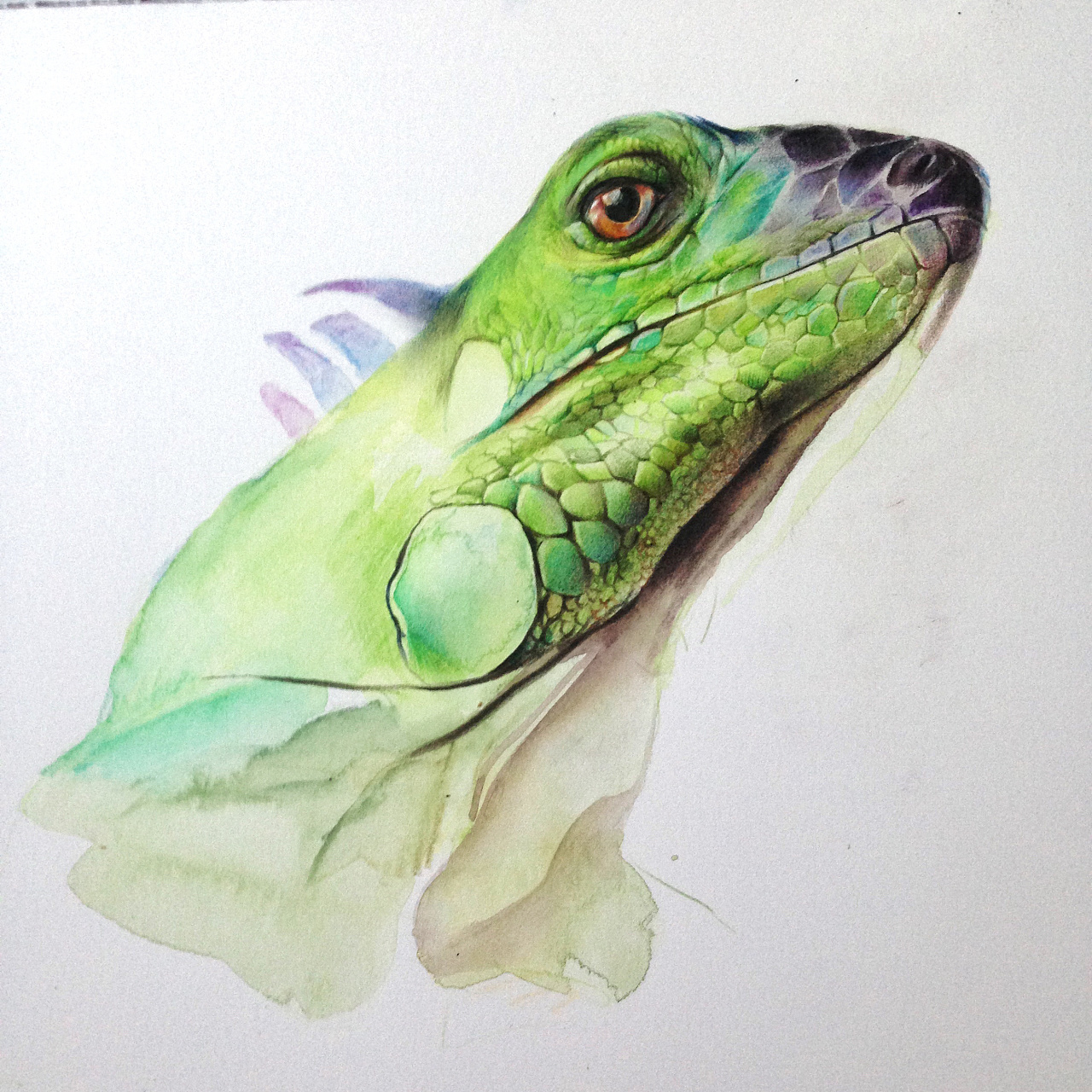 monkey王俊宇 彩铅手绘蜥蜴