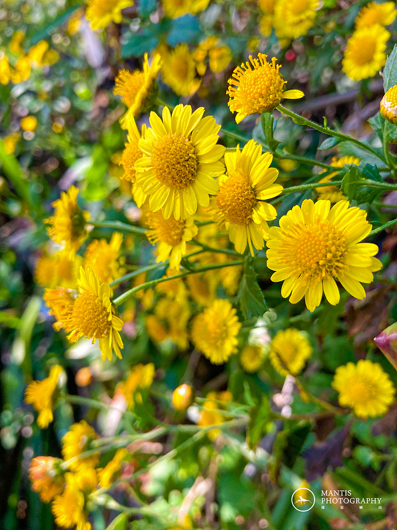 MANTIS 随拍2021（图ZMjgxNjA5ODEy） - 风光摄影 - 站酷设计师aaa62621185原创素材 - 站酷ZCOOL