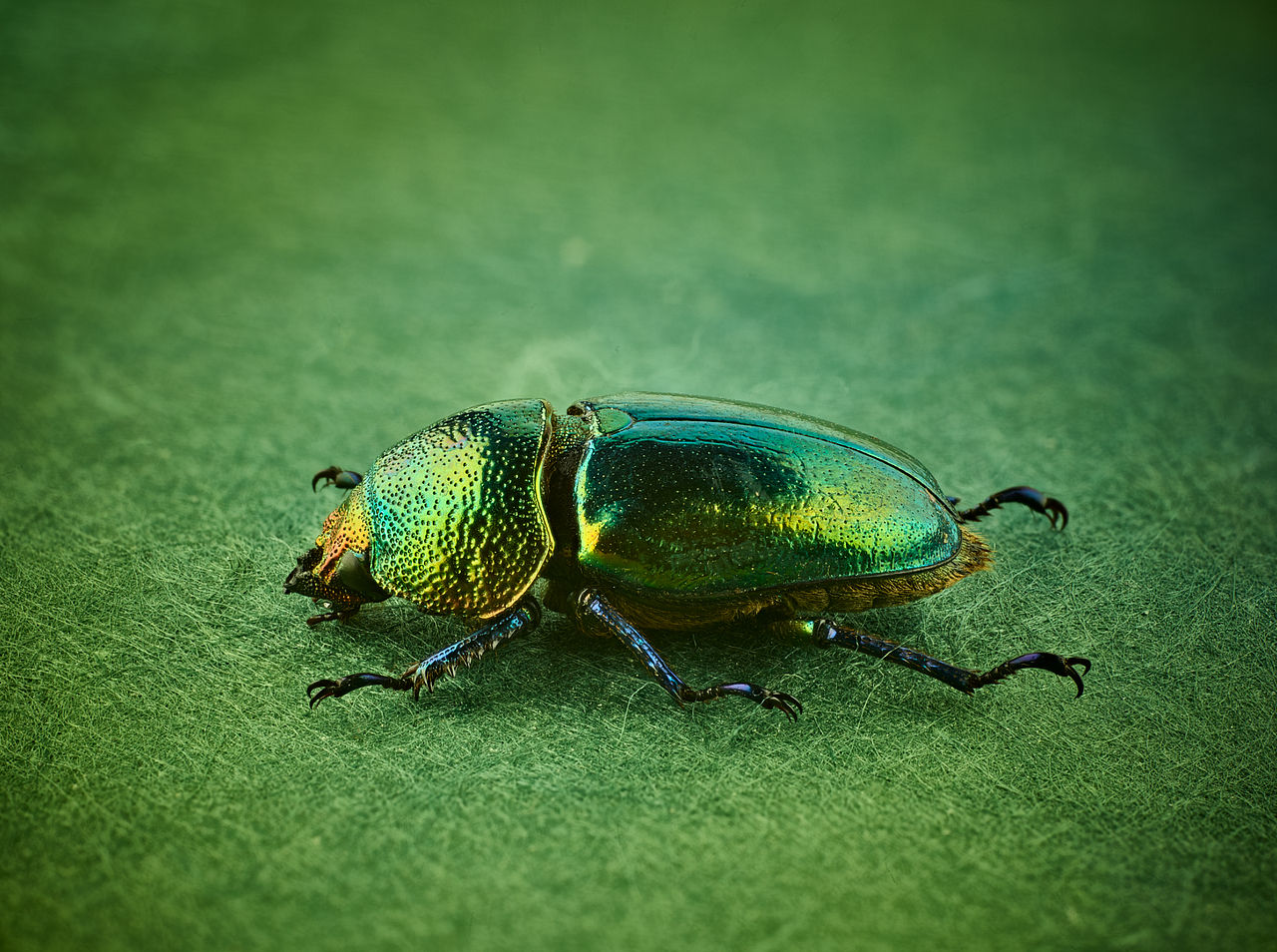 印尼雨林金锹甲,雌性