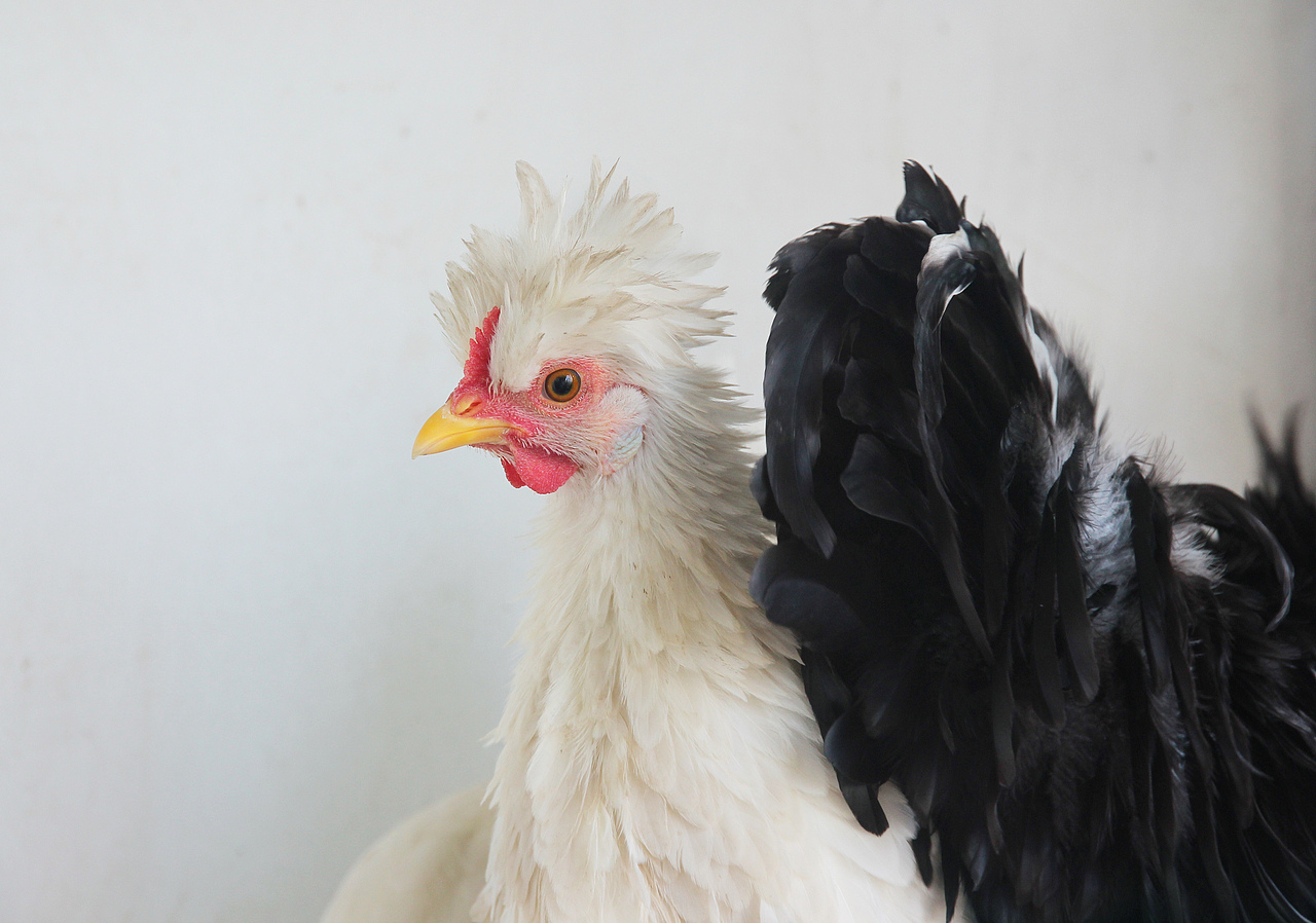 五德禽（圖ZMTA1MjA3MjM2） - 寵物攝影 - 站酷設(shè)計(jì)師風(fēng)陵師太原創(chuàng)素材 - 站酷ZCOOL