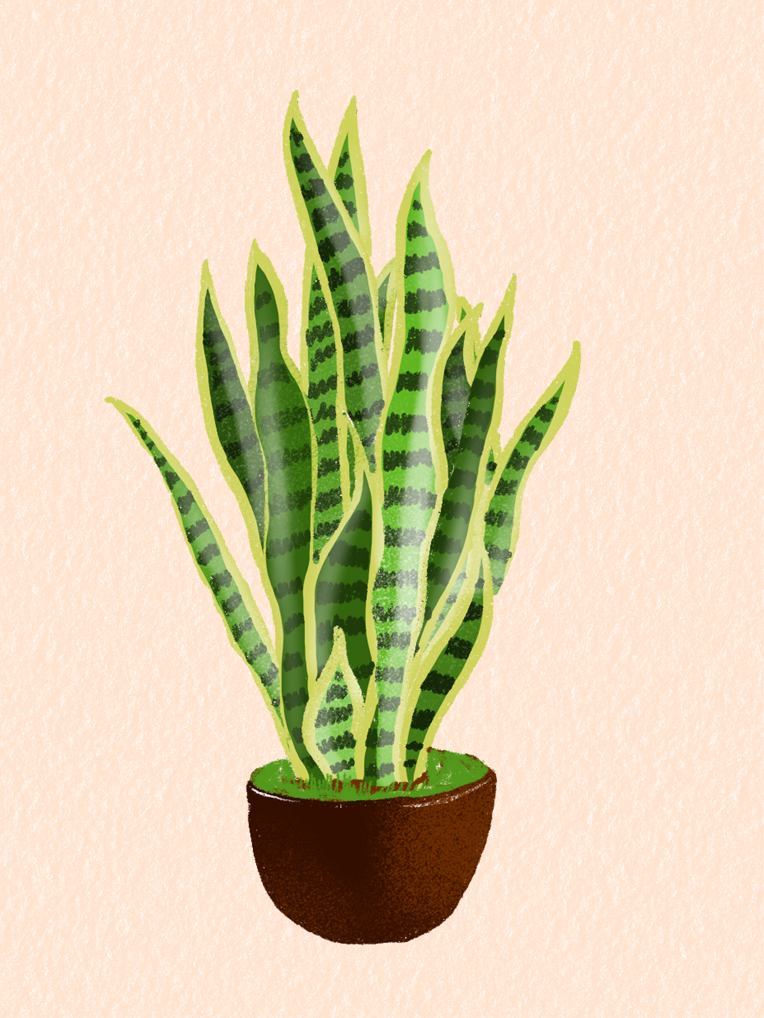 虎皮兰绿色热带植物